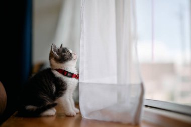 Pencerenin yanındaki sevimli kedi yavrusu.