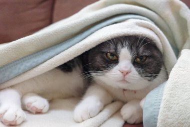 Battaniyeye sarılı kedi