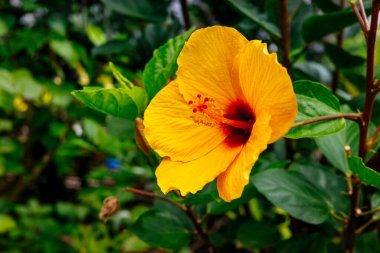 İshigaki adasında amber çiçeği