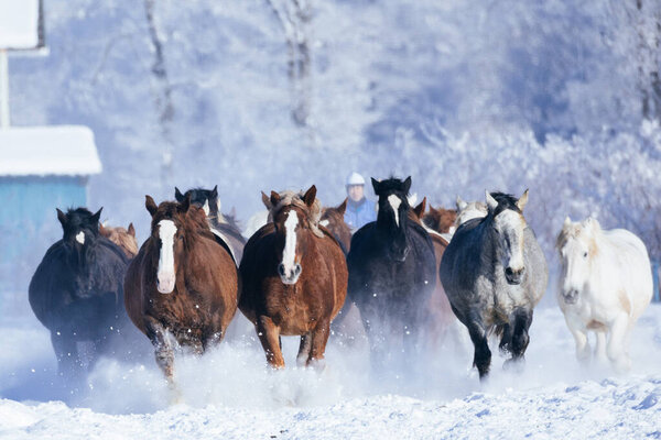 бегущая лошадь на зимнем Хоккайдо