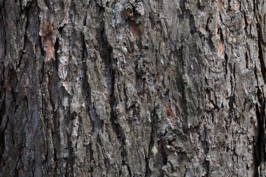 Arkaplan için ahşap yüzeyi kapat