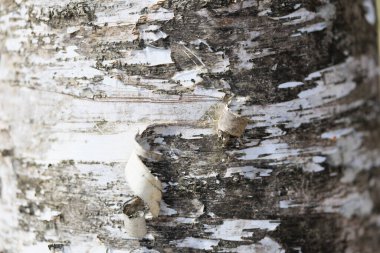 Arkaplan için ahşap yüzeyi kapat