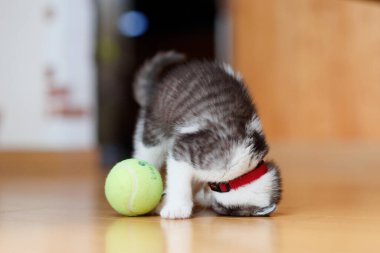 bir top oynayan kedi