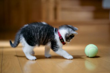 bir top oynayan kedi