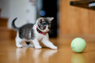 bir top oynayan kedi