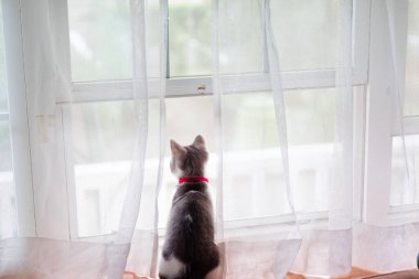 Pencerenin yanındaki sevimli kedi yavrusu.