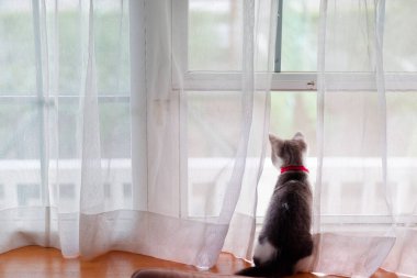 Pencerenin yanındaki sevimli kedi yavrusu.