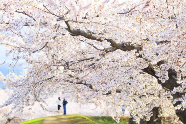 Japonya 'da kiraz çiçekleri var.