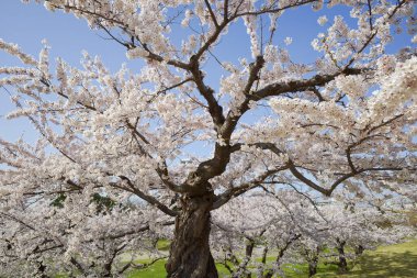 Japonya 'da kiraz çiçekleri var.