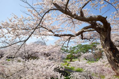 Japonya 'da kiraz çiçekleri var.