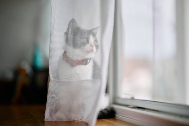 Pencerenin yanındaki sevimli kedi yavrusu.