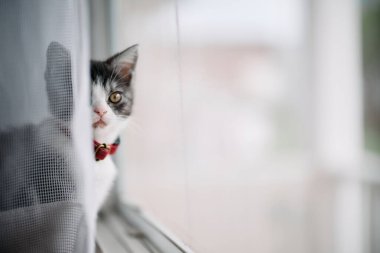 Pencerenin yanındaki sevimli kedi yavrusu.