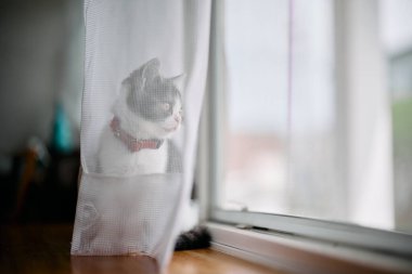 Pencerenin yanındaki sevimli kedi yavrusu.