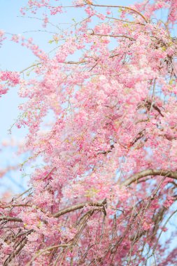 Hokkaido 'da ağlayan kiraz çiçekleri