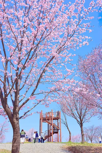 Flores Cerezo Nakasatunai Hokkaido Imagen de stock