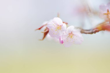 Kiraz çiçeği yapraklarından makro shot.