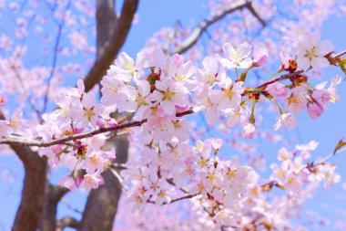 Kiraz çiçeği yapraklarından makro shot.
