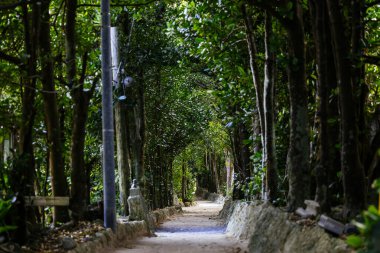 Fukugi Ağacı Okinawa 'da sıralanmış yol