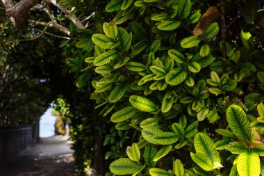 Fukugi Ağacı Okinawa 'da sıralanmış yol