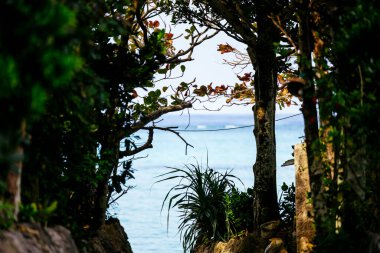 Fukugi Ağacı Okinawa 'da sıralanmış yol