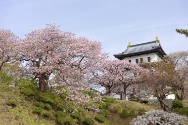 matsumae kalesi ve kiraz çiçekleri