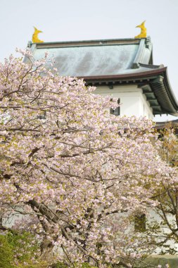 matsumae kalesi ve kiraz çiçekleri