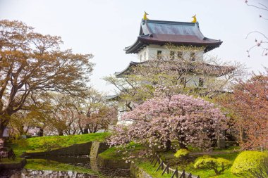 matsumae kalesi ve kiraz çiçekleri