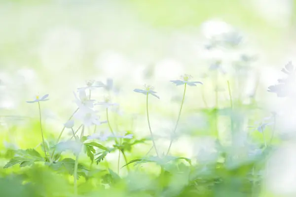 ดอกไม ลมอ อนๆ ในฤด ใบไม ฮอกไกโด รูปภาพสต็อกที่ปลอดค่าลิขสิทธิ์