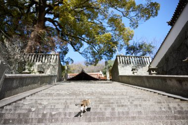 stray cat in onomichi hiroshima
