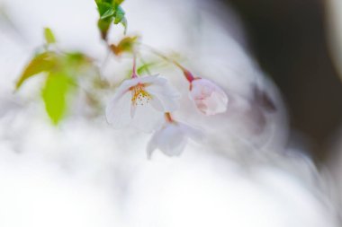 Kiraz çiçeği yapraklarını kapat.