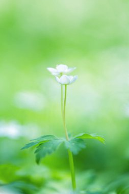 Hokkaido ilkbaharında yumuşak rüzgarçiçeği