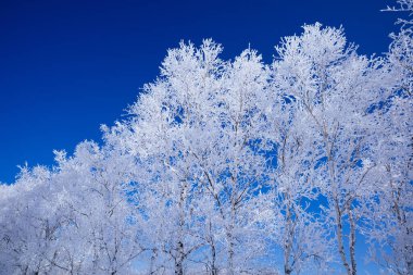  Buz kaplı ağaç ve mavi gökyüzü