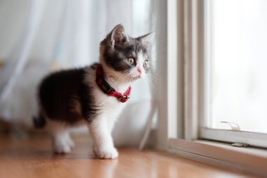 Pencerenin yanındaki sevimli kedi yavrusu.