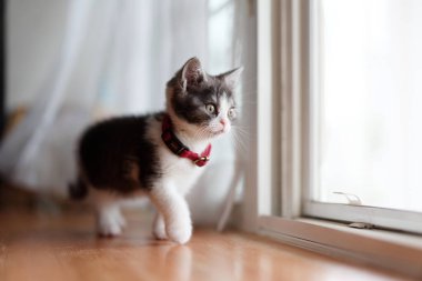 Pencerenin yanındaki sevimli kedi yavrusu.