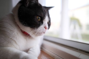 Pencerenin yanında bir kedi