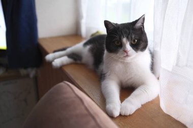 Pencerenin yanında bir kedi