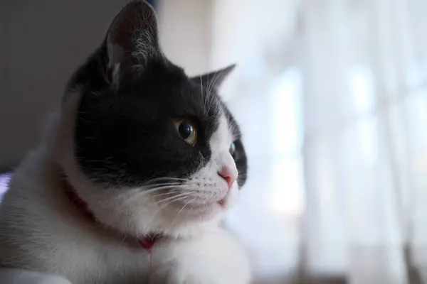 Stock image one cat near the window