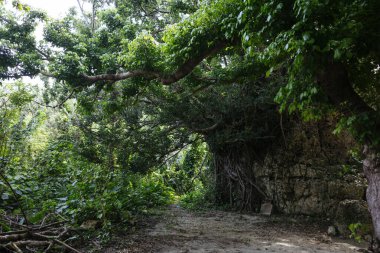 Okinawa 'daki Shirmichu' nun mezarı.