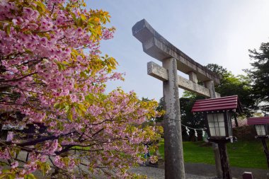 Matsumae Shrine and cherry blossoms clipart