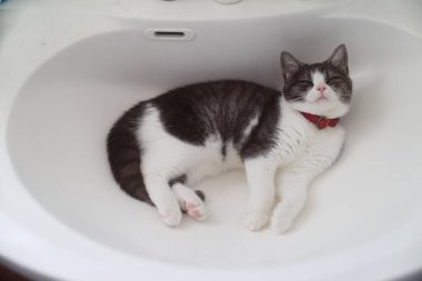 Banyodaki sevimli kedi.