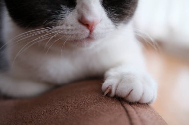 Kedi pençesine yakın dur.