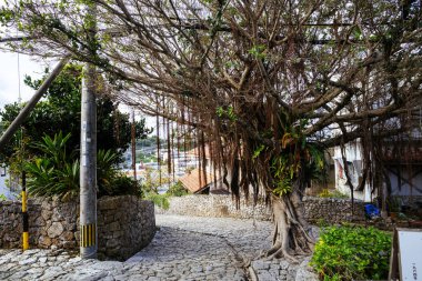 Okinawa 'daki eski kaldırım taşı yolu.