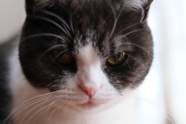 Cat çehresini yakın çekim