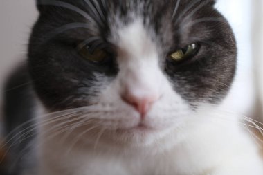 Cat çehresini yakın çekim