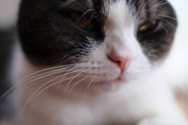 Cat çehresini yakın çekim