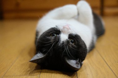 Kedi sırt üstü uyuyor.