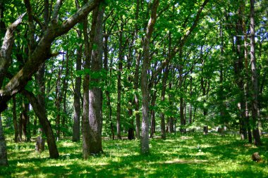 Park Ormanı Yazın Hokkaido