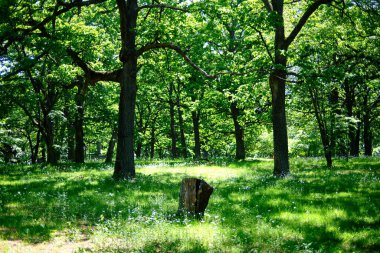 Park Ormanı Yazın Hokkaido