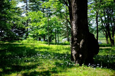 Park Ormanı Yazın Hokkaido