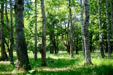 Park Ormanı Yazın Hokkaido